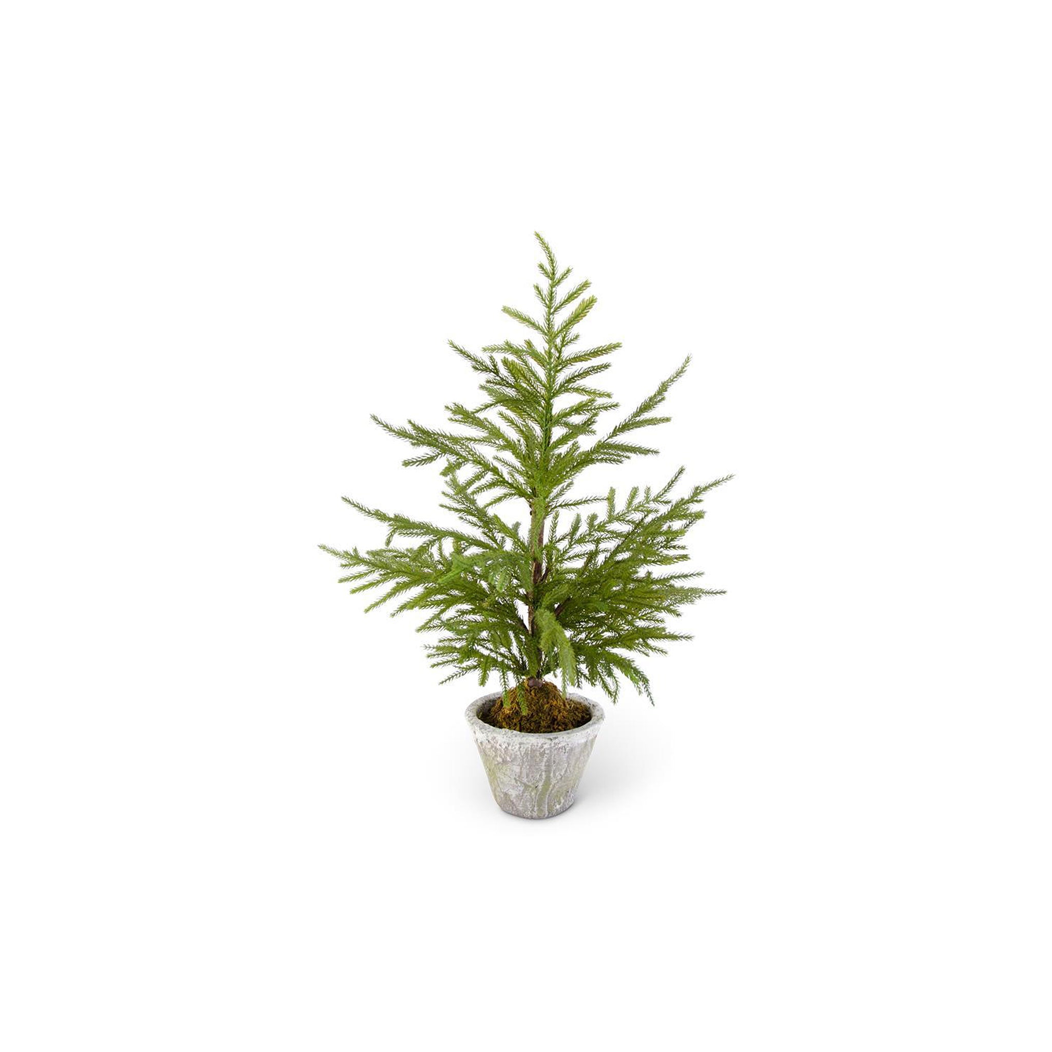 Euphemia Pine Tree