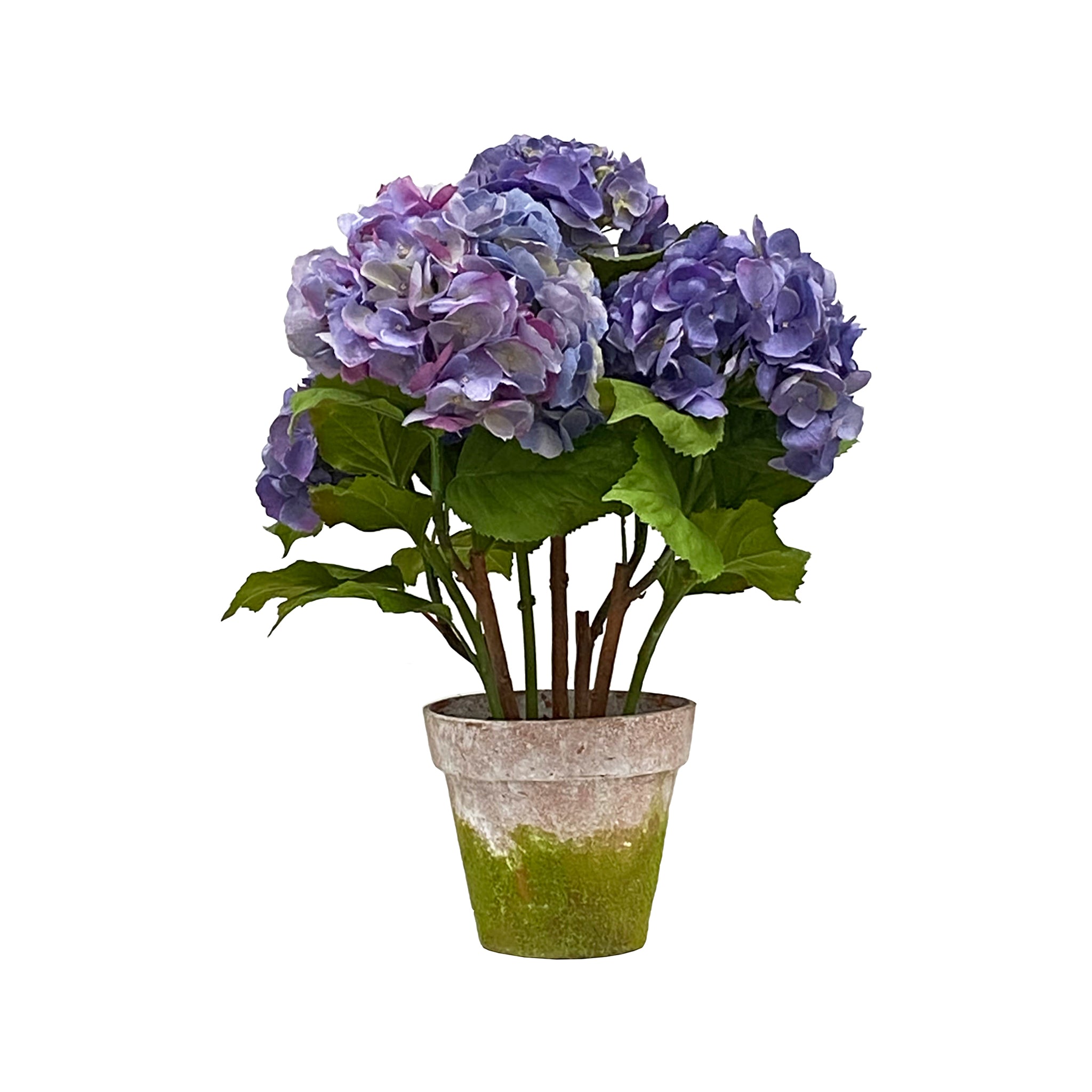 Amatrice Hydrangea