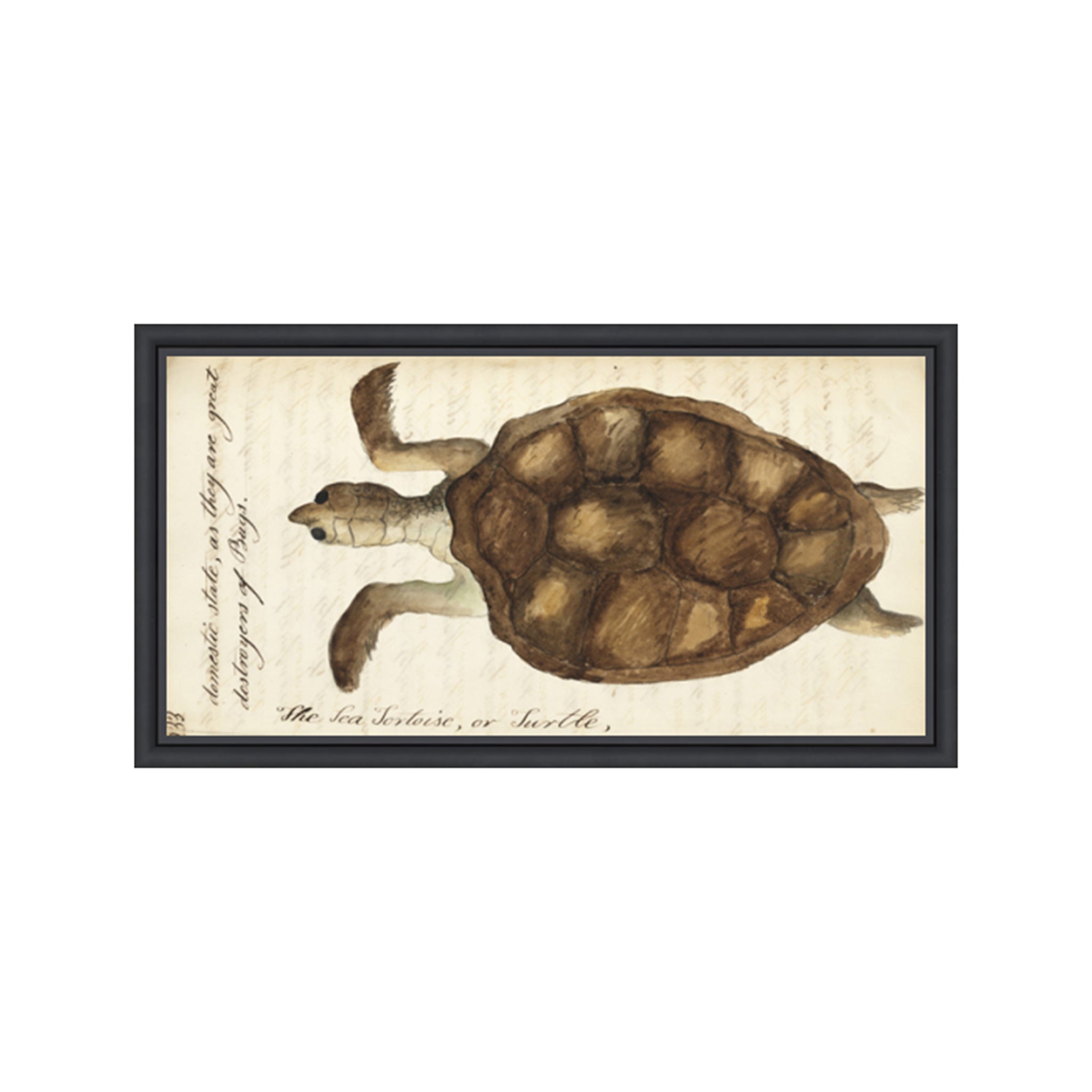 Olive Ridley