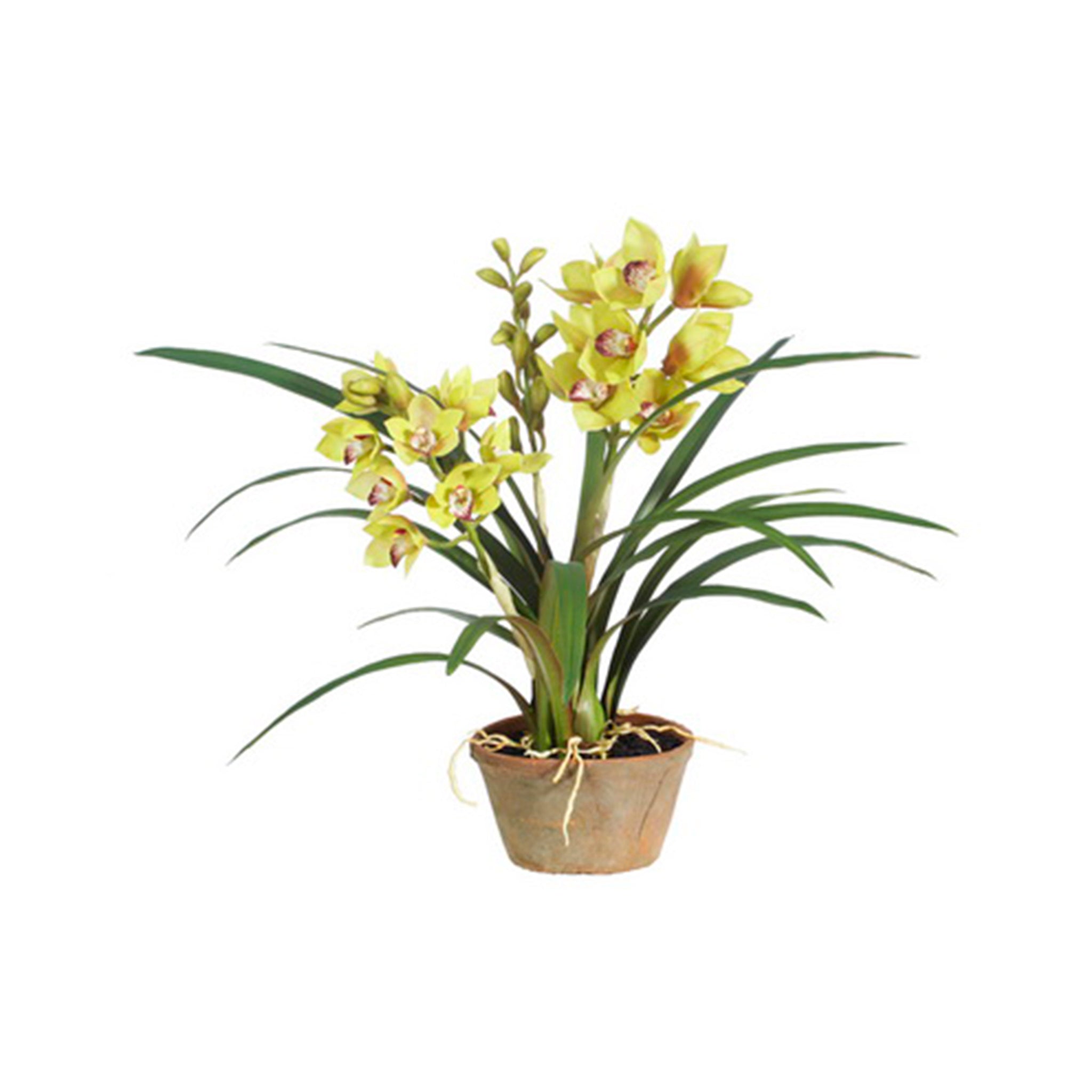Andezeno Orchid