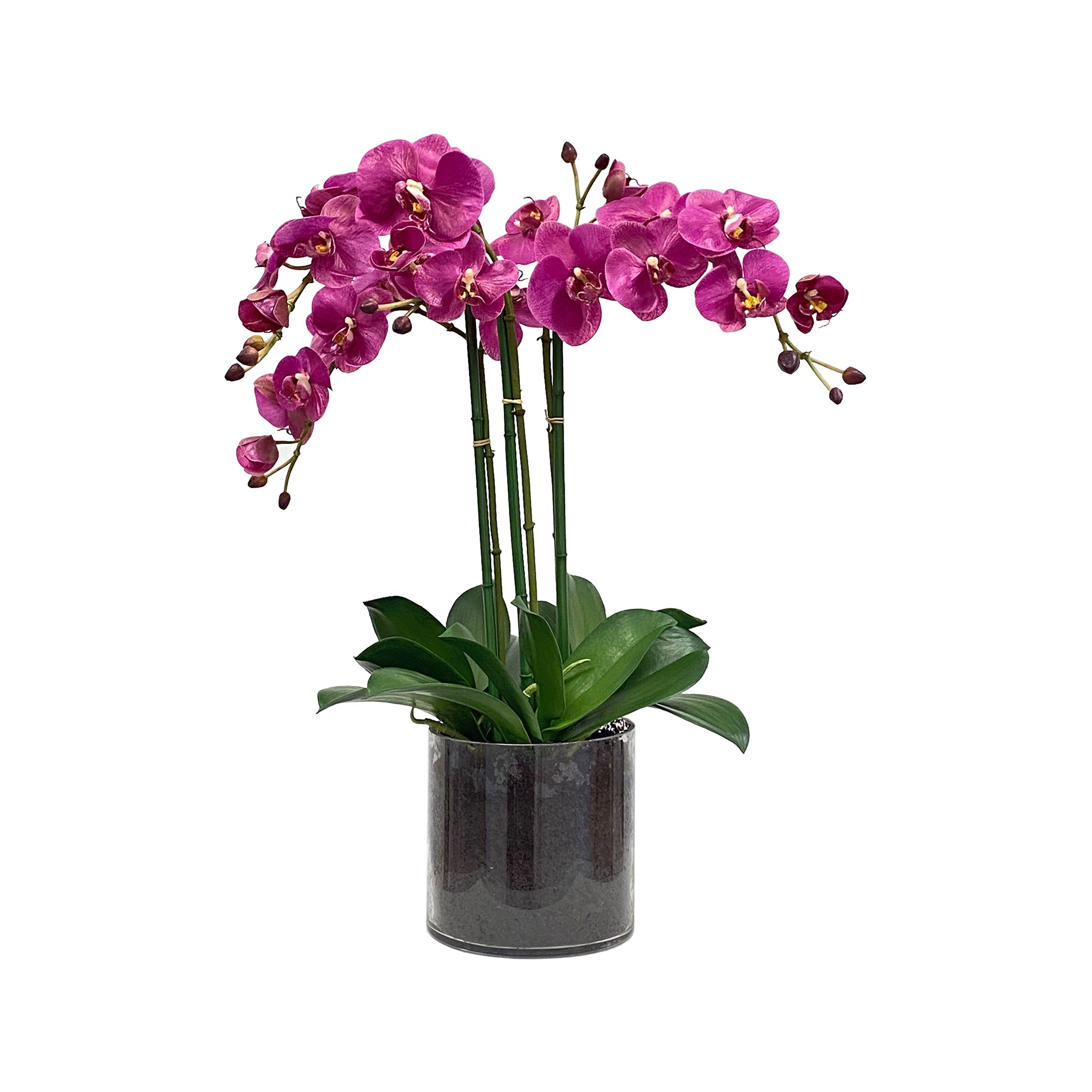 Andali Orchid