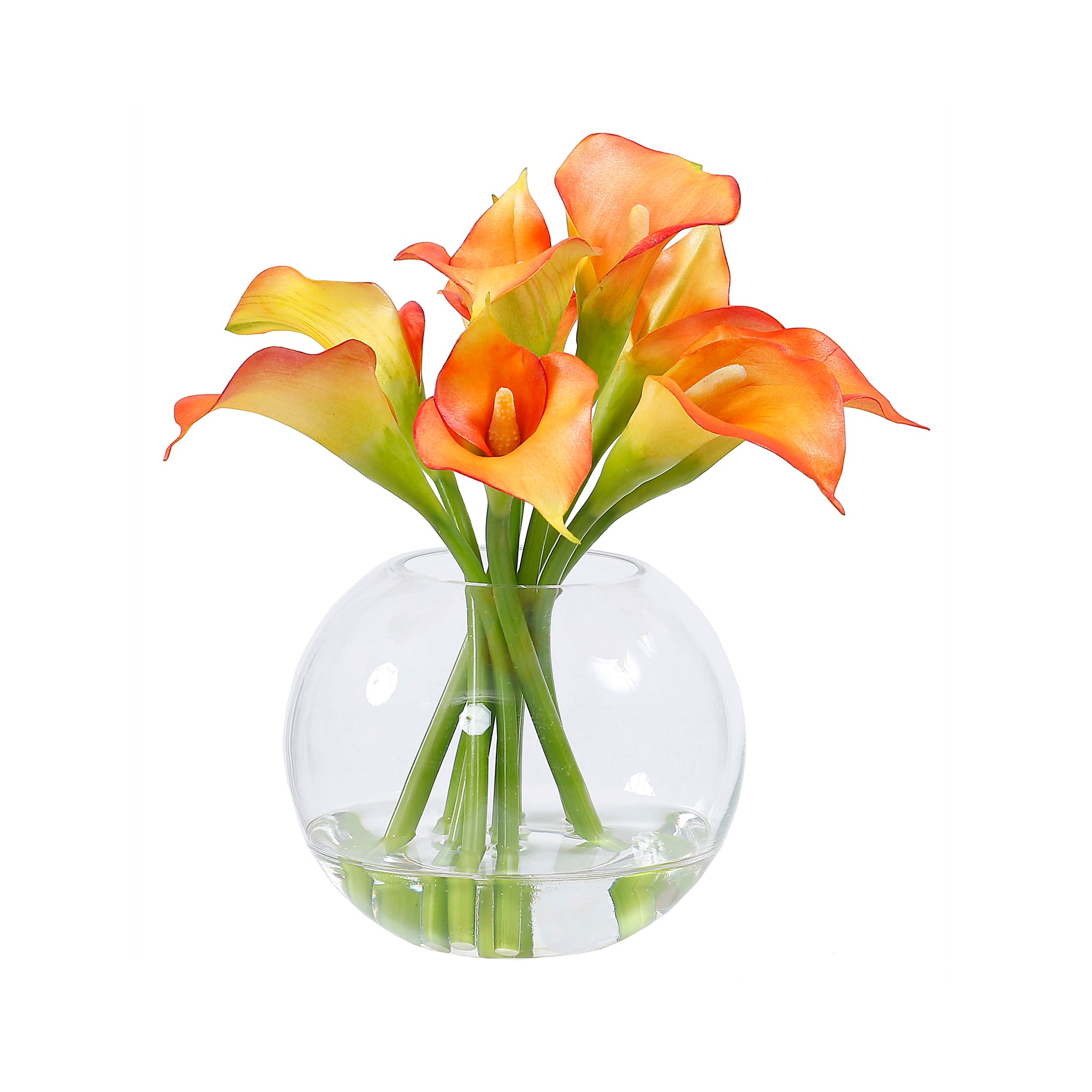 Apollosa Calla Lily Arrangement