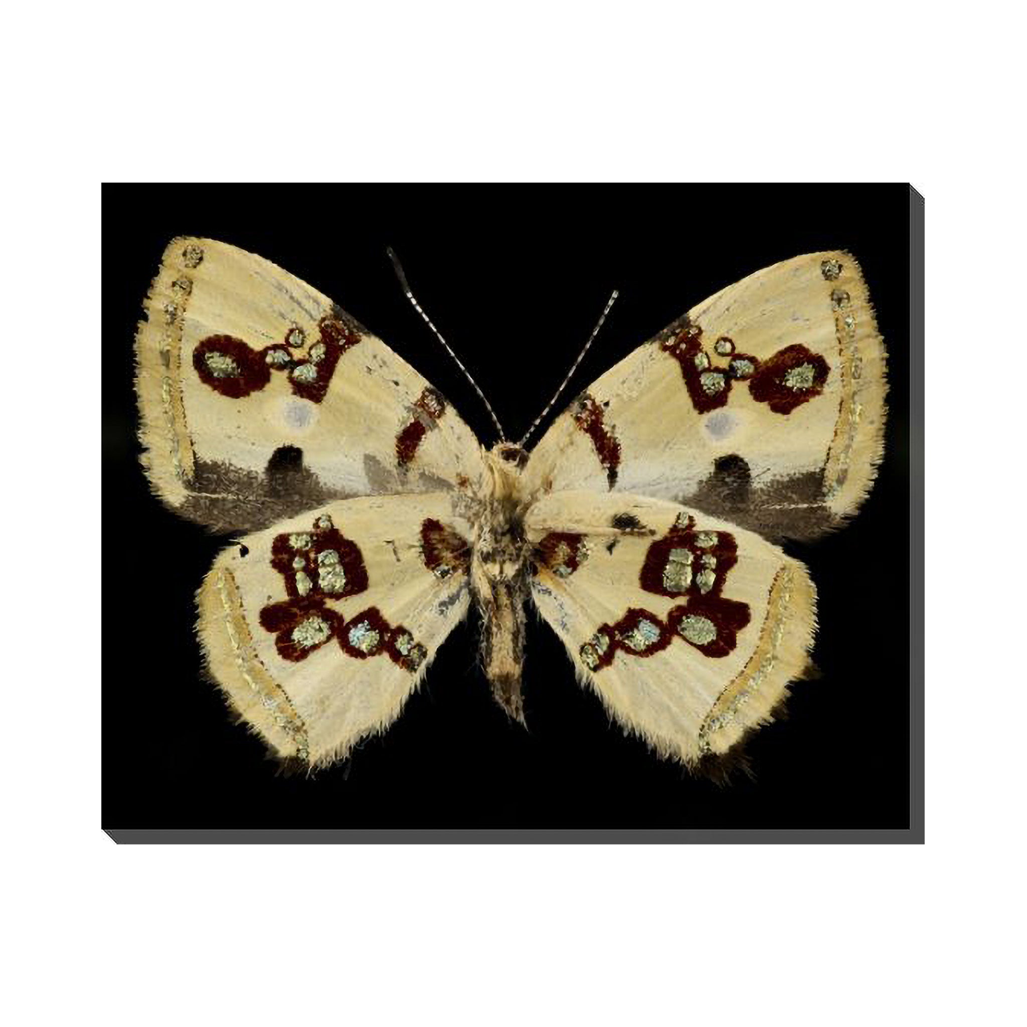 Andean Wings
