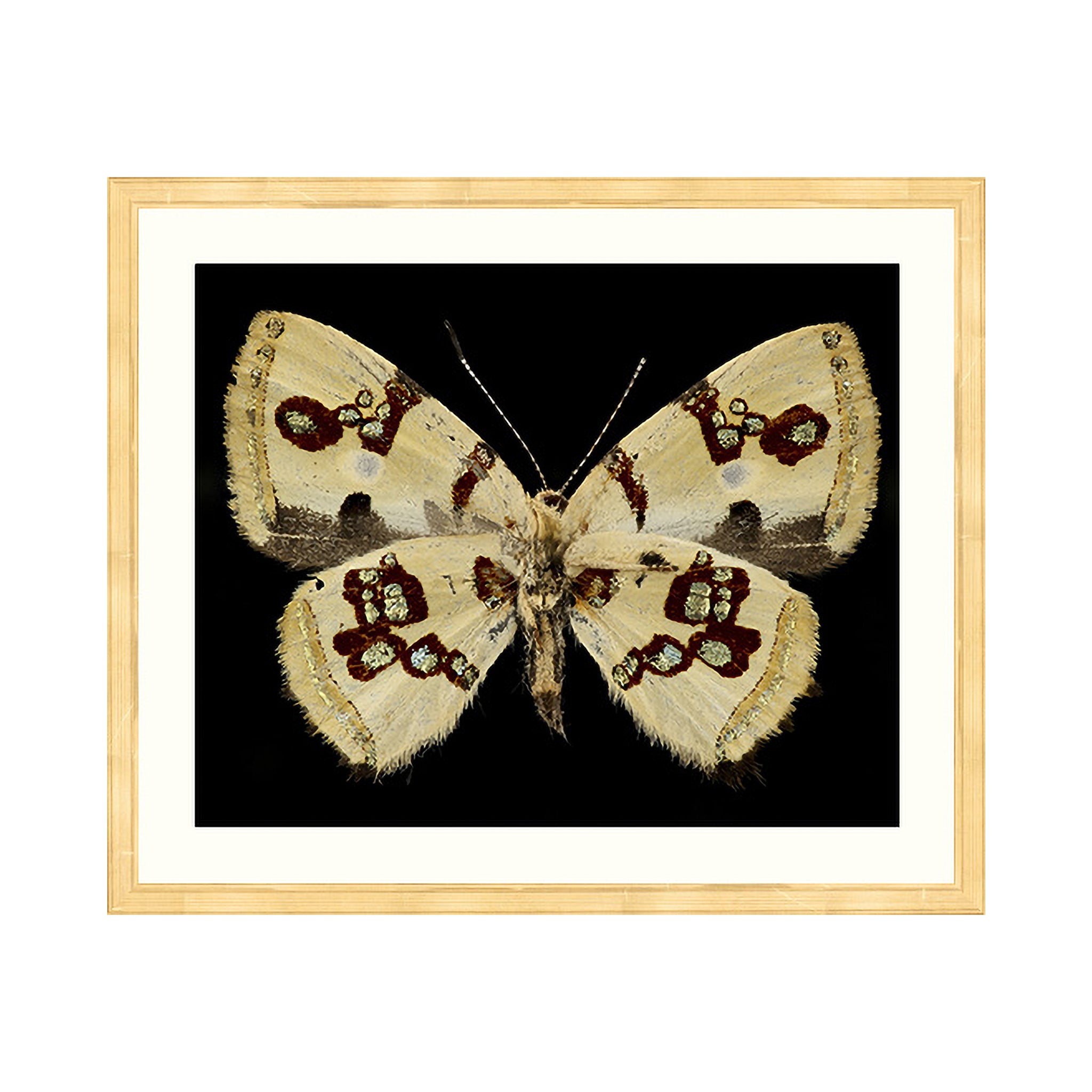 Andean Wings