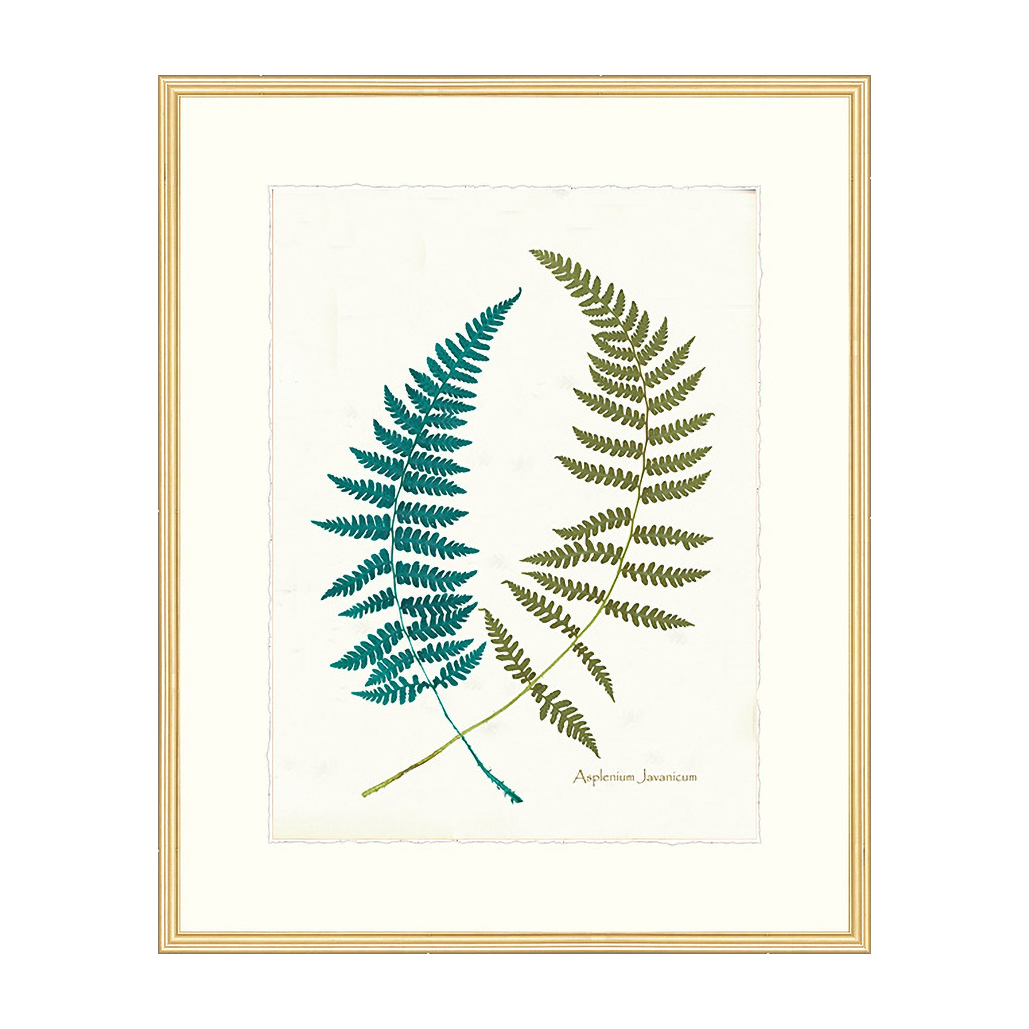 Fern Serenade