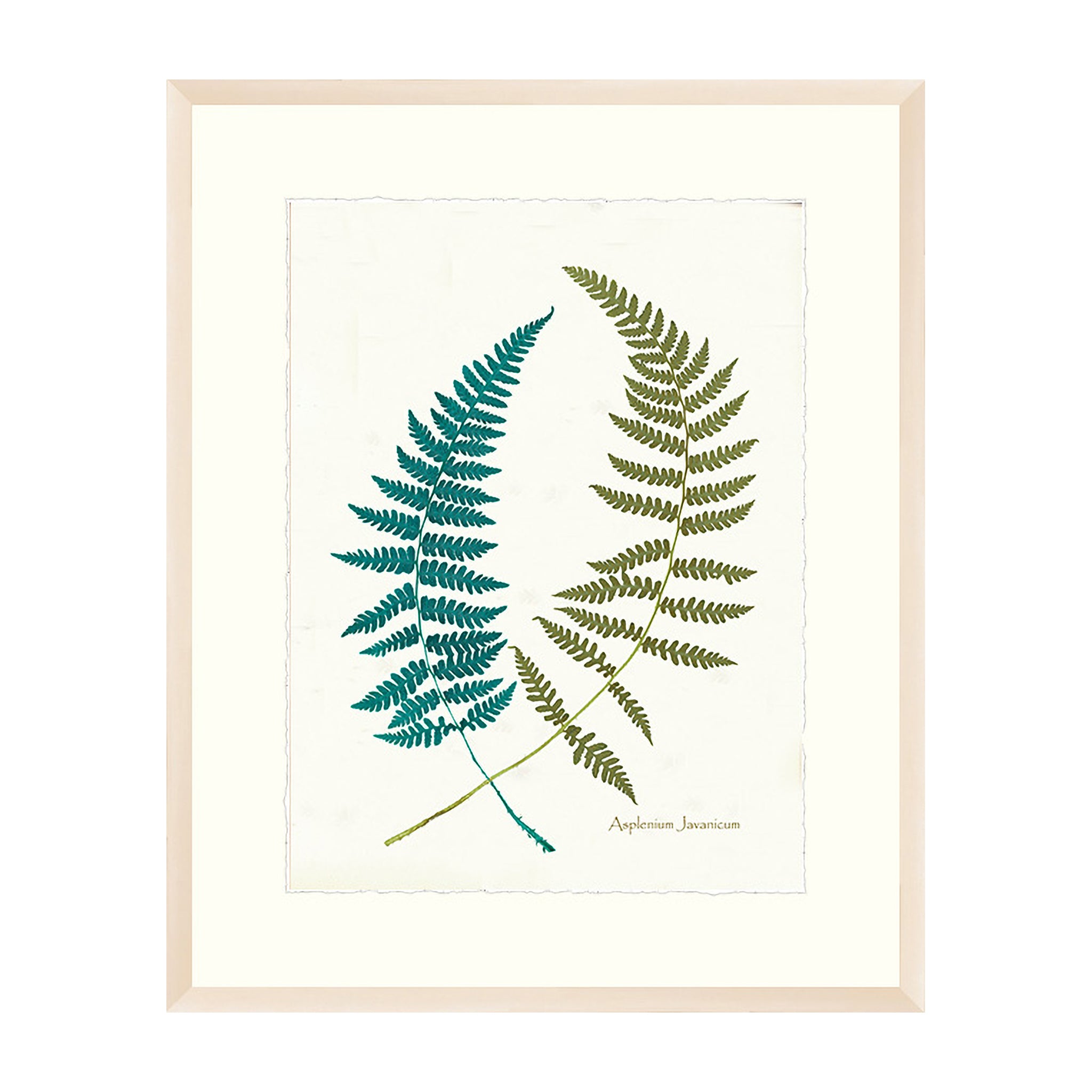 Fern Serenade