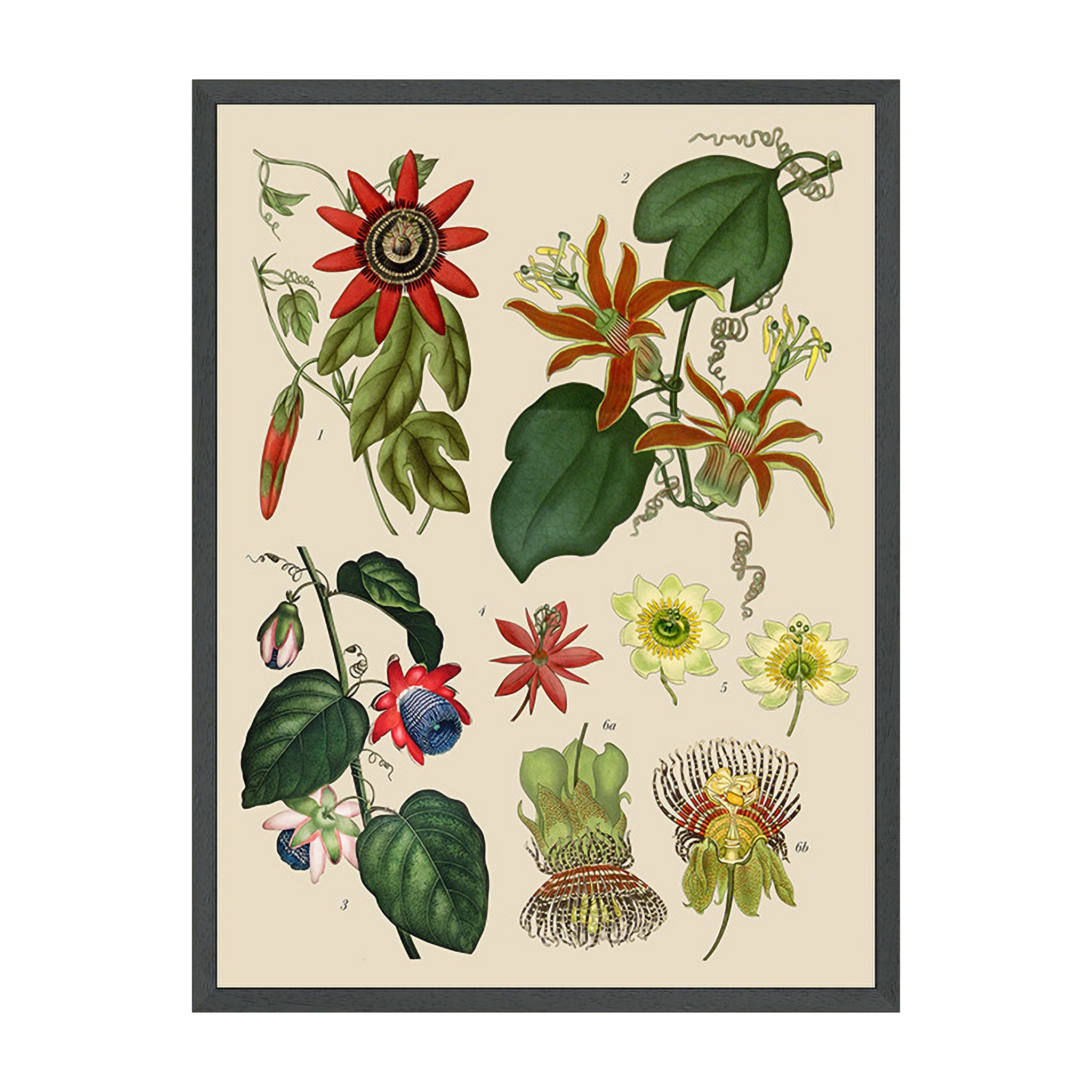 Passiflora