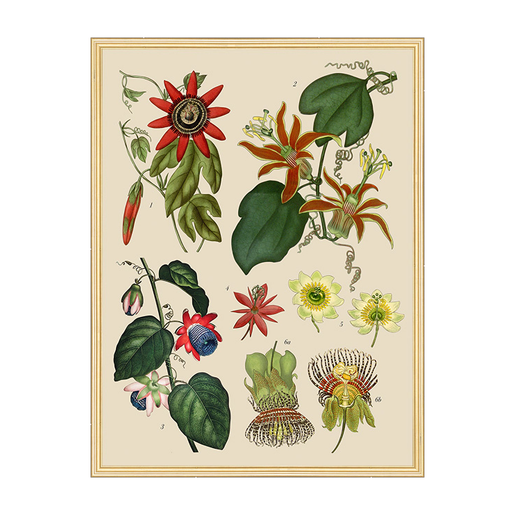 Passiflora