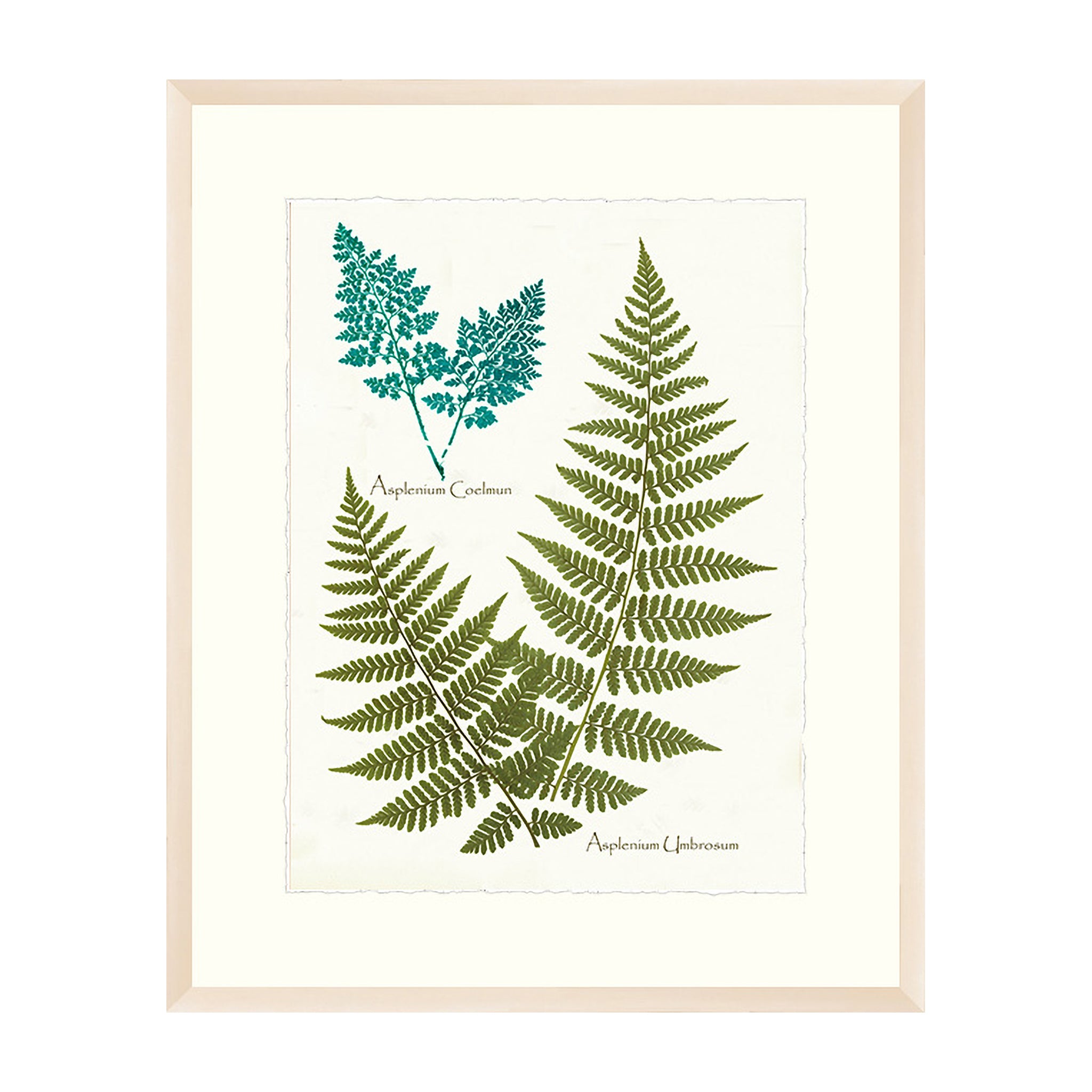Silverleaf Study
