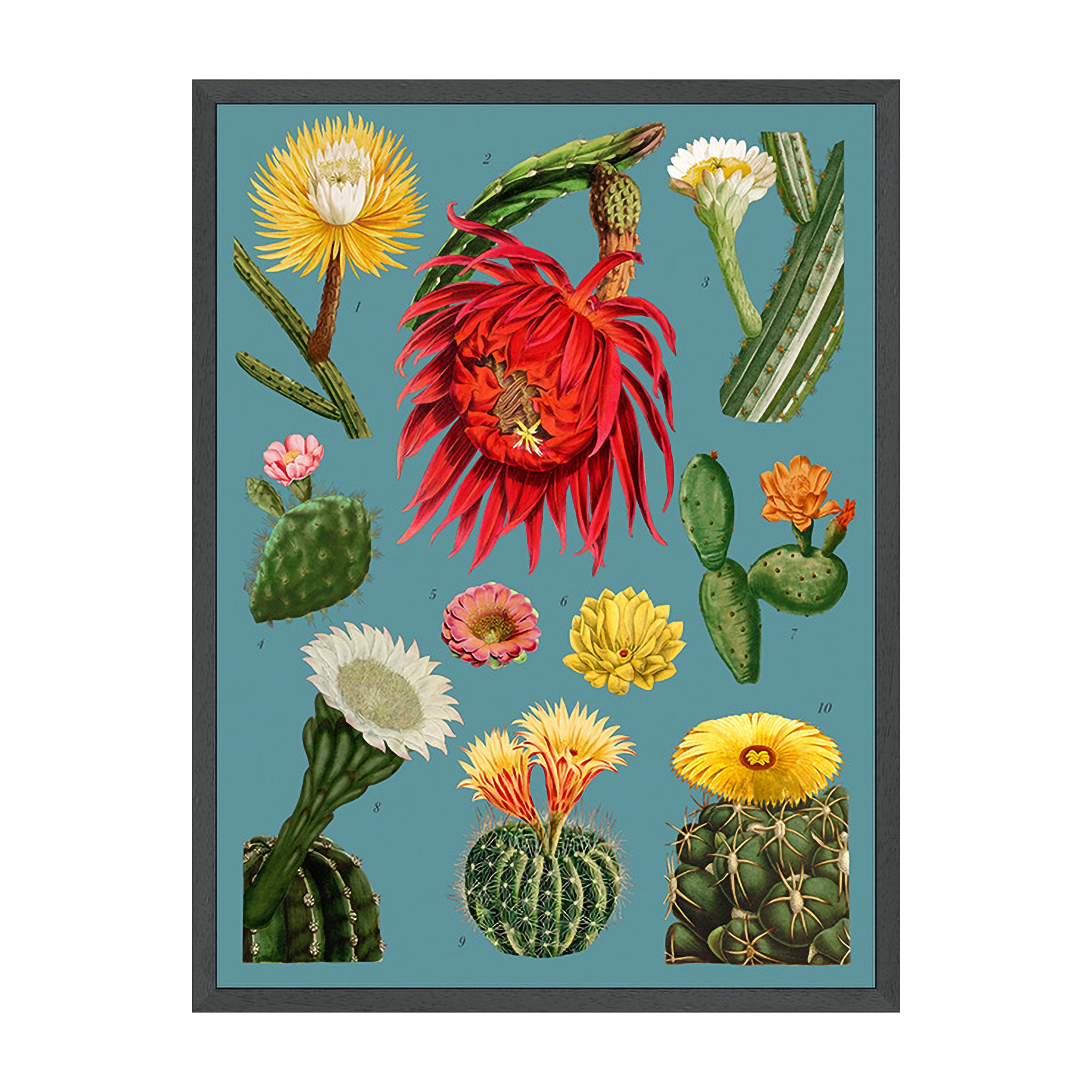 Sonoran Bloom