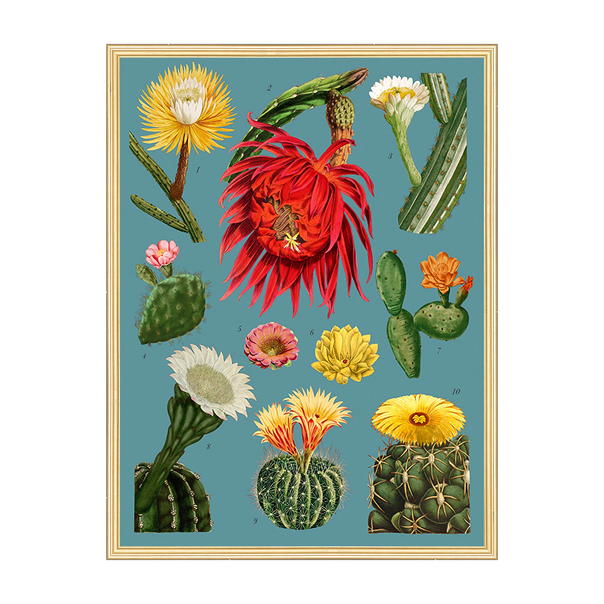 Sonoran Bloom