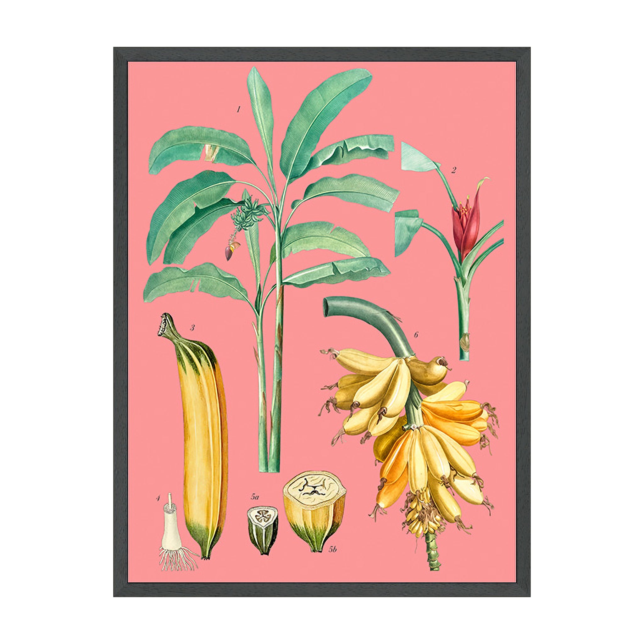Tropica Study