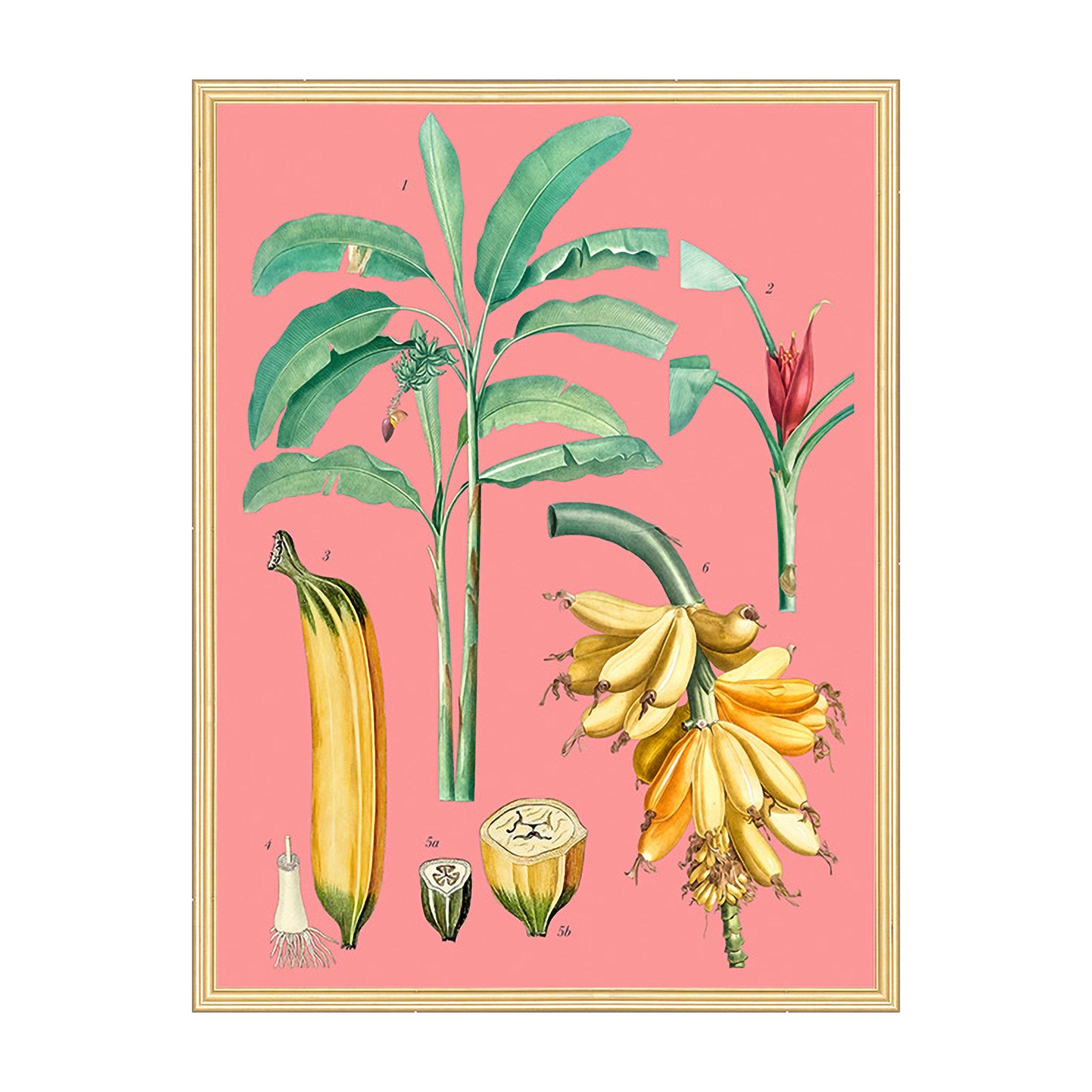 Tropica Study