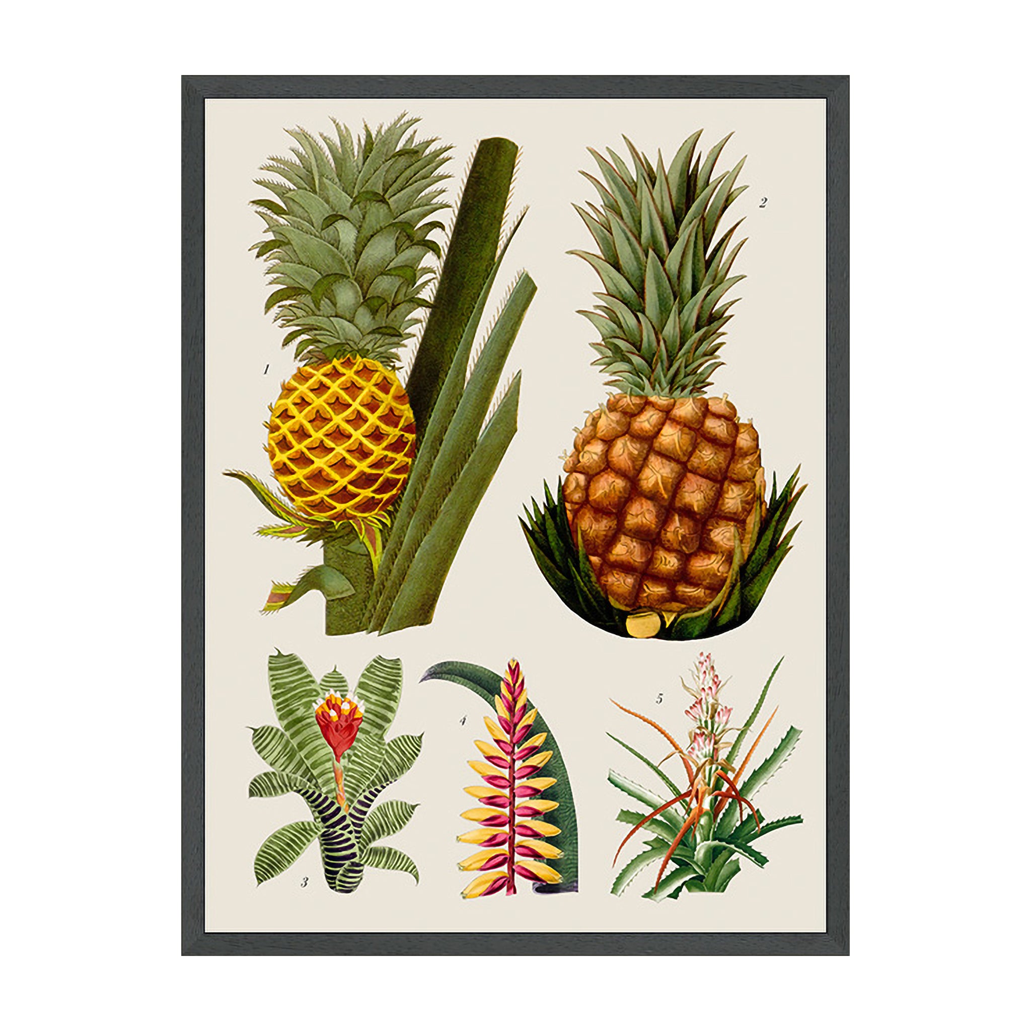 Tropical Almanac