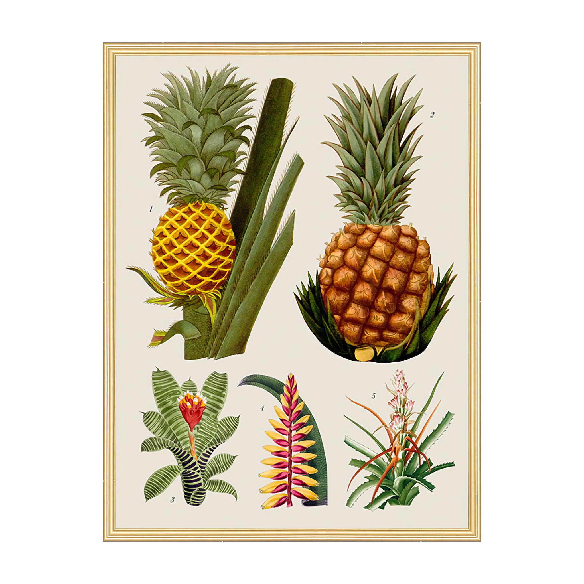 Tropical Almanac