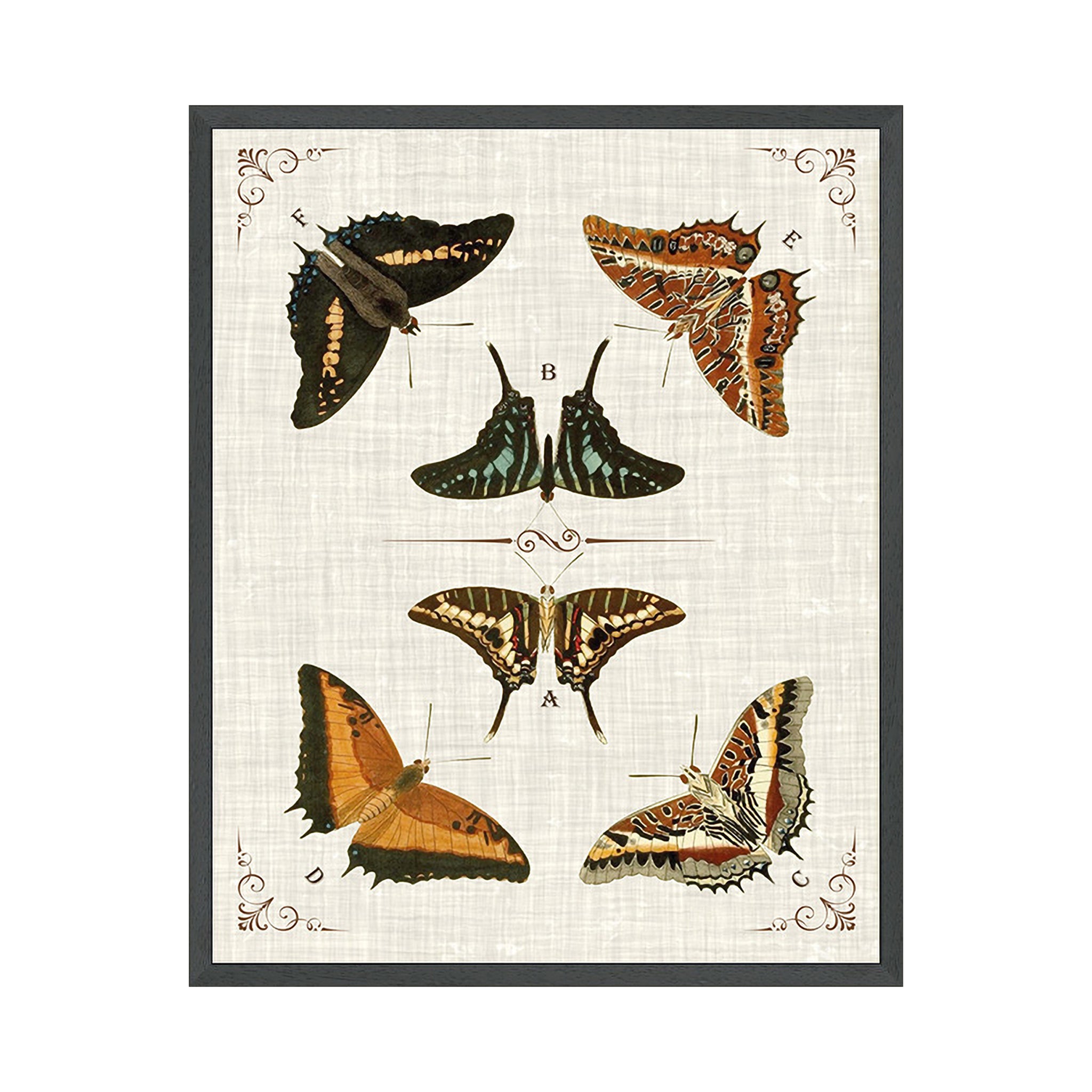 Papillon Archive