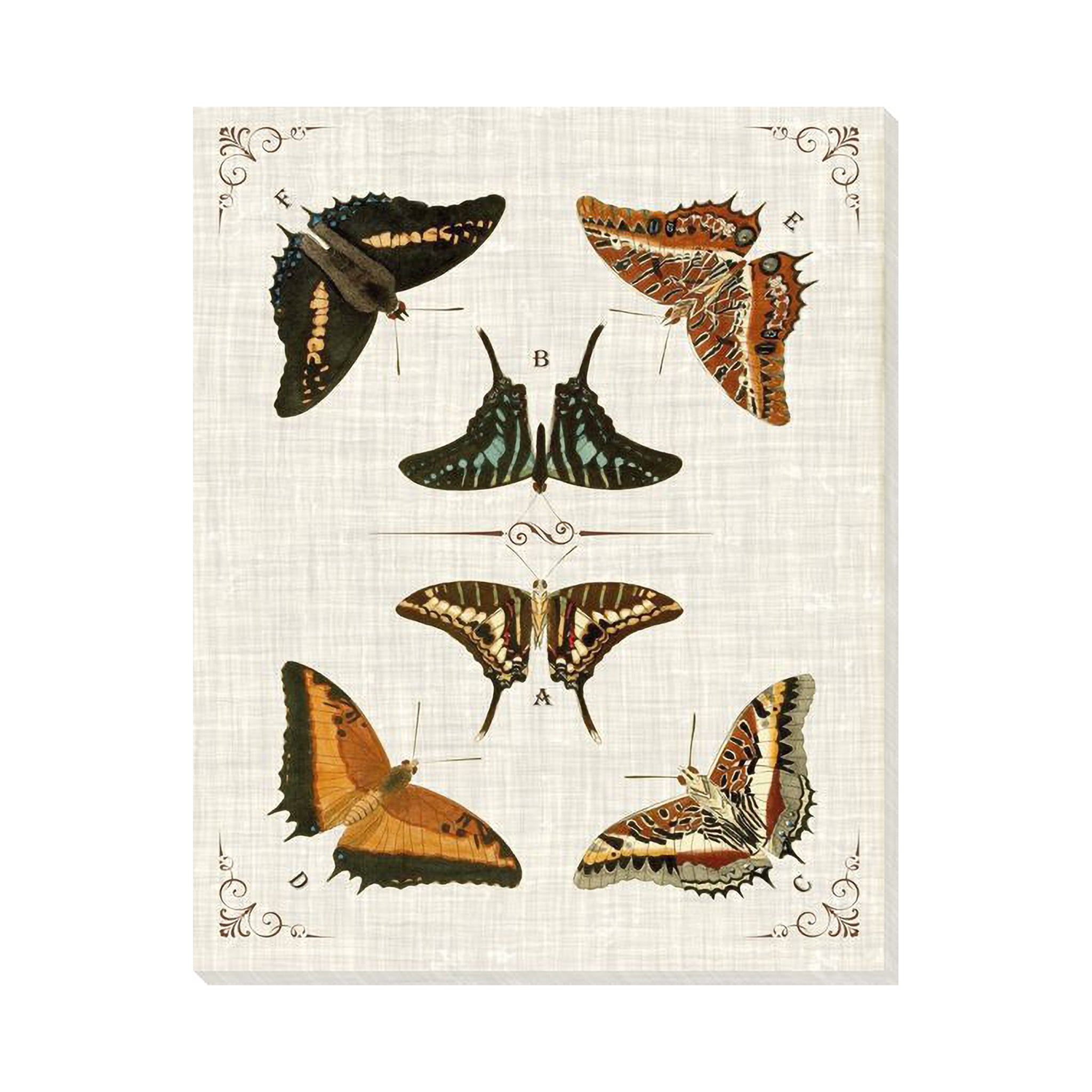 Papillon Archive